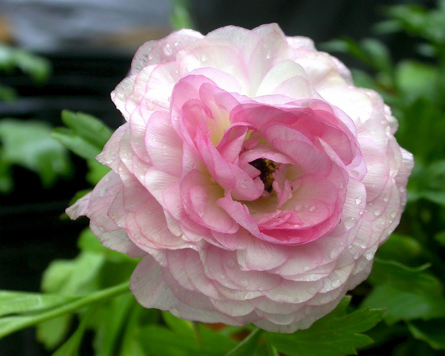 月季花