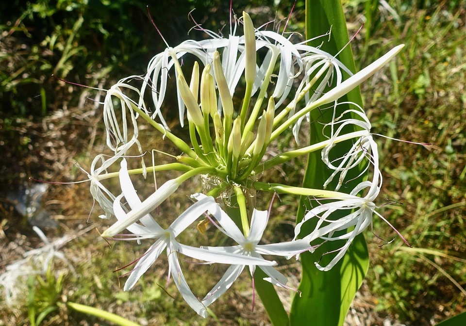 白花