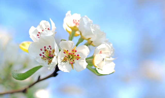 苹果花