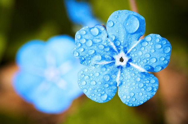 蓝花