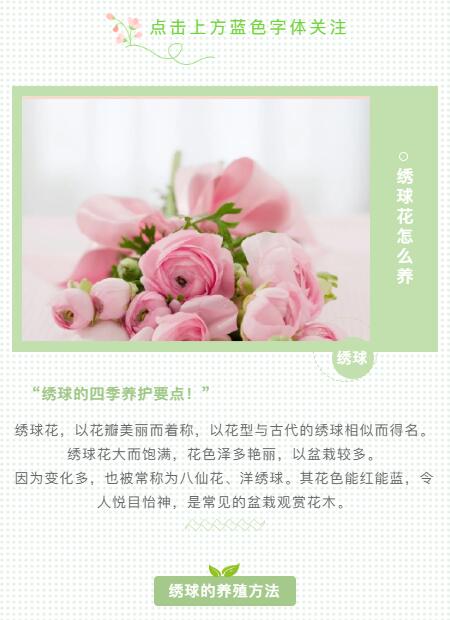 绣球花怎么养