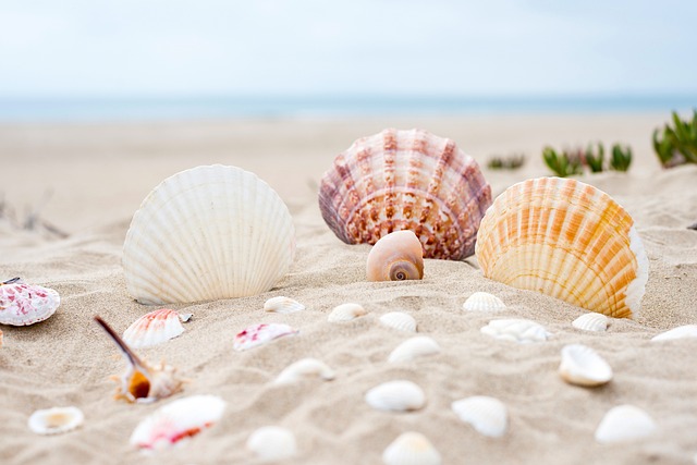 沙滩海蚌_贝壳_海螺_沙滩_海水_黄色_文章配色颜色大全_速排小蚂蚁编辑器